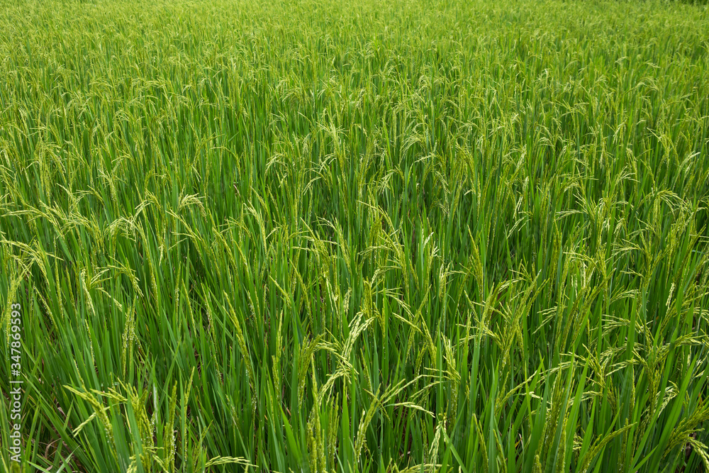 rice field rice field