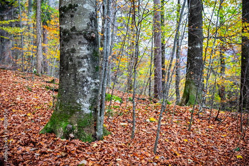 Old trees on hill slope covered by red leaves.