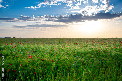 Spain spring fields