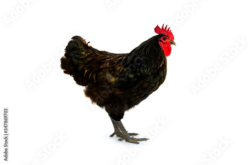 Chicken have red comb. Black australorp rooster isolated on white background.