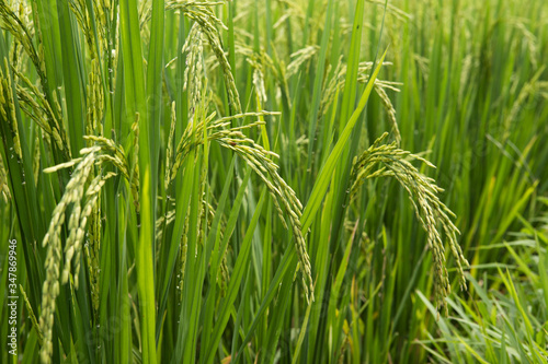 rice field