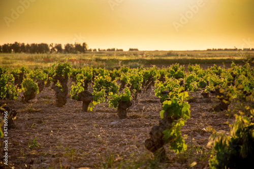 vineyard in sunset