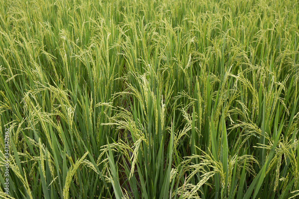 rice field rice field