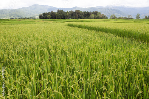 rice field