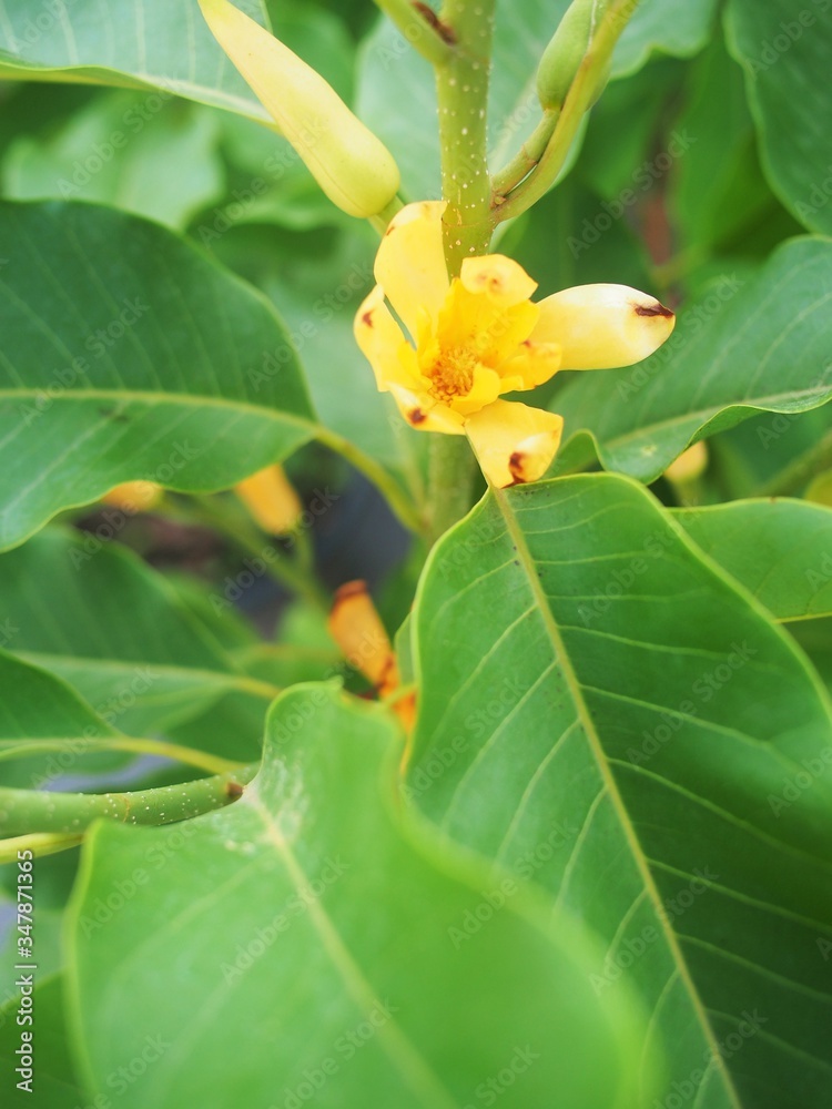 Yellow Champaka tree in Thailand Yellow Champaka tree in Thailand