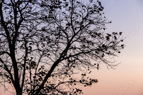 silhouette of tree branches