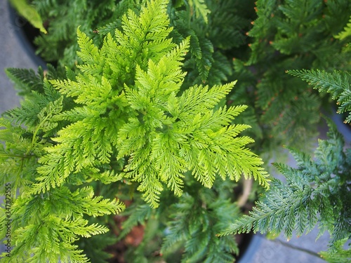 The rabbits foot fern in Thailand
