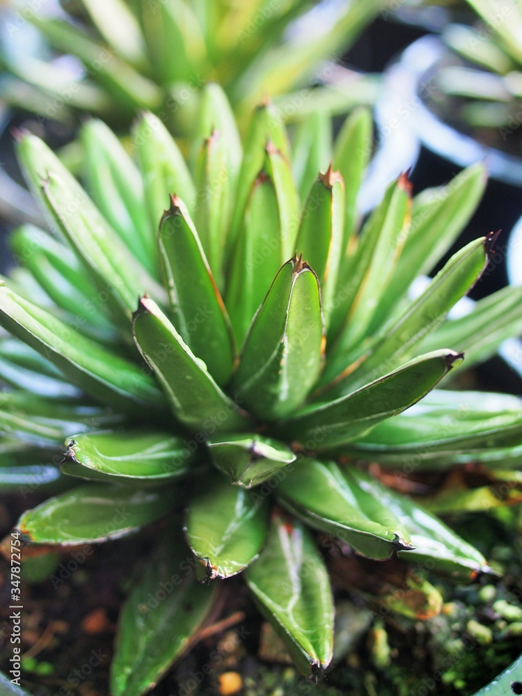 The agave plant in the pot for decoration The agave plant in the pot for decoration