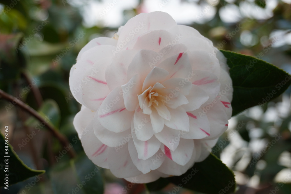 Obraz premium Camellia japonica blossoms in springtime