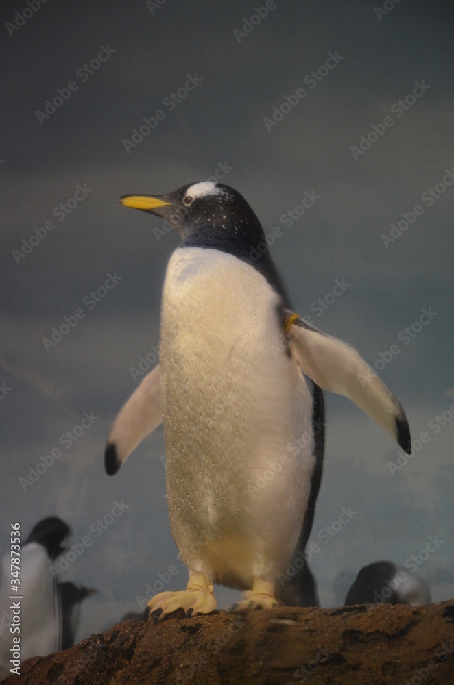 Fototapeta premium Gentoo penguin in zoo, Frankfurt am Main (Germany)