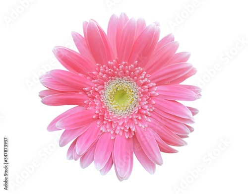 Vibrant bright pink gerbera daisy flowers blooming isolated on white background. © aorphoto