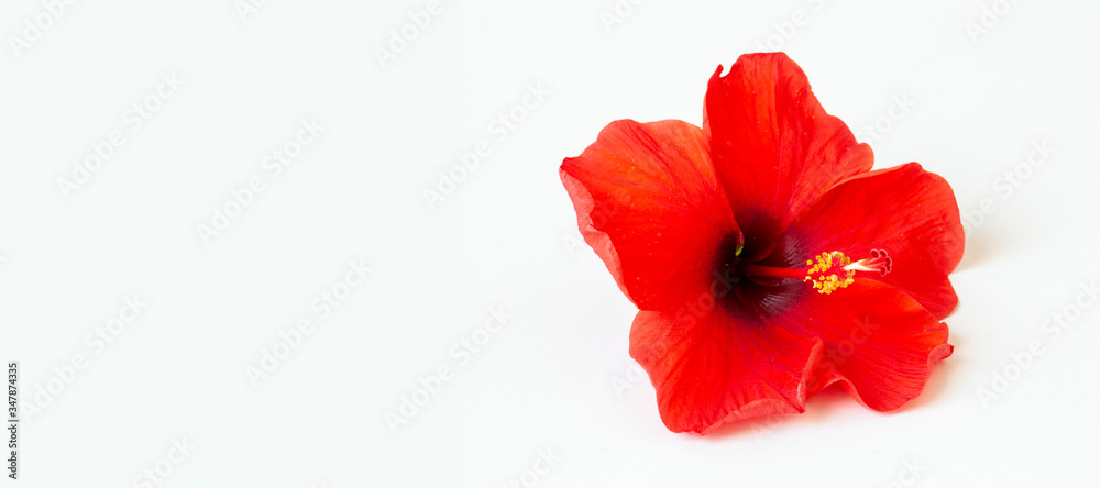 bright large flowers and buds of red hibiscus isolated on white background bright large flowers and buds of red hibiscus isolated on white background