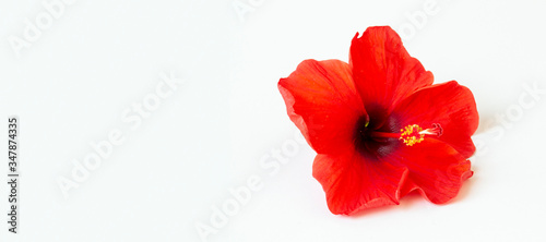 bright large flowers and buds of red hibiscus isolated on white background