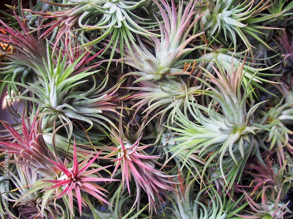 The small tillandsia plant in Thailand The small tillandsia plant in Thailand