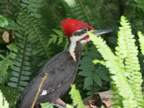 Pileated Woodpecker