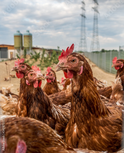 Hühner hinterm Zaun einer Hühnerfarm photo