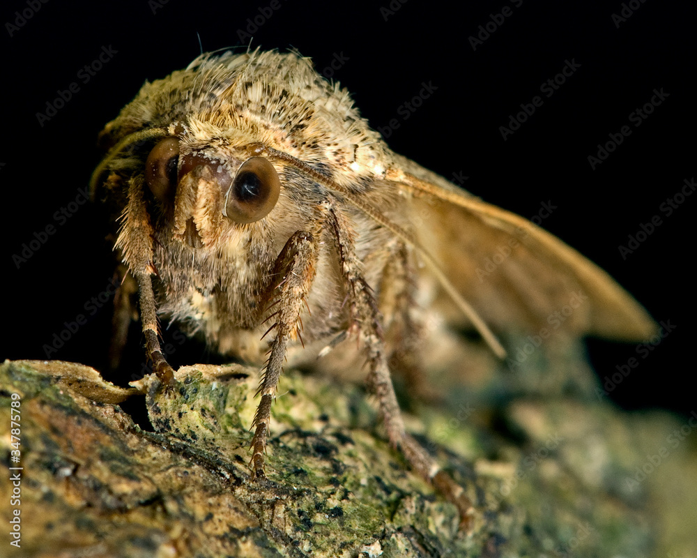 Large Yellow Underwing Moth Large Yellow Underwing Moth