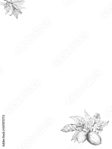  Lemon branch illustration black and white vintage clip art isolate on white background. Hand drawn lemon pattern. Vintage seamless texture for juice label  pencil citrus sketch. Illustrations orange 