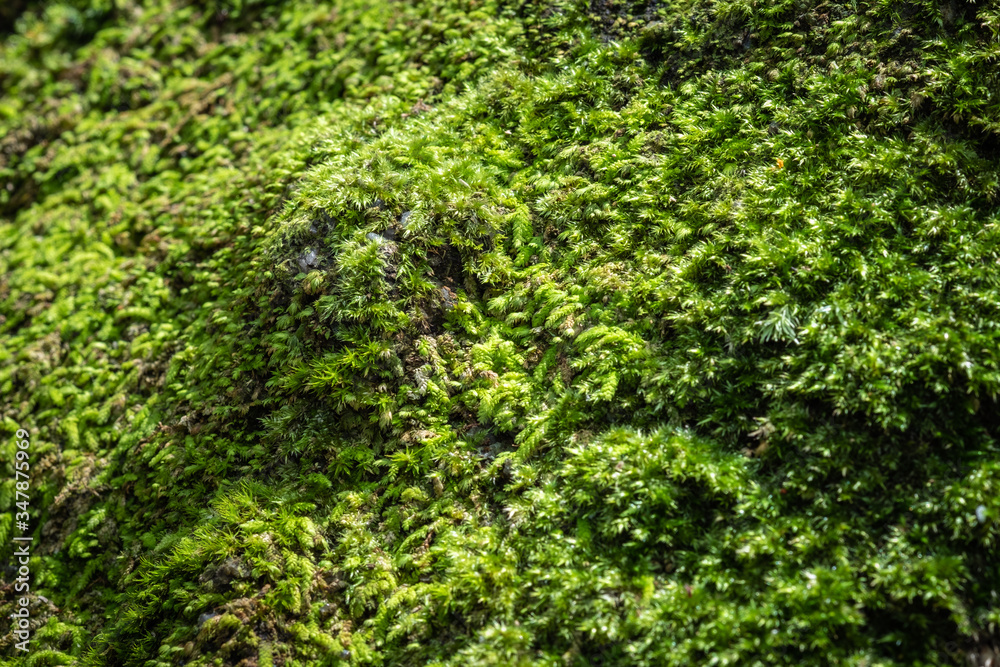 beautiful green moss grown cover on the stones and floor in the forest. concept nature selecttive focus beautiful green moss grown cover on the stones and floor in the forest. concept nature selecttive focus