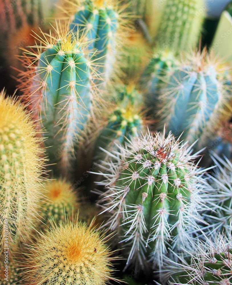 small cactus in the pot small cactus in the pot