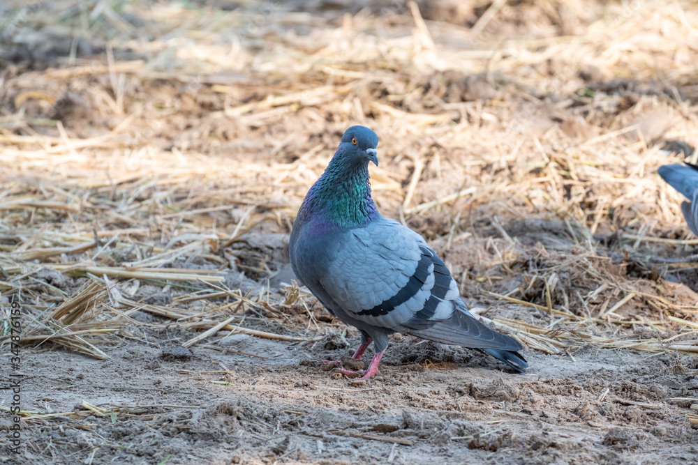 closeup loney pigeon stand on the floor in nature and walk around looking for food closeup loney pigeon stand on the floor in nature and walk around looking for food