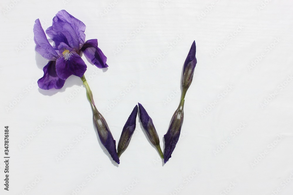 Letter W of purple iris flowers on a white background. Spring concept. Flat lay. Floral letters of the alphabet for design and decoration. Alphabet made of blue flowers.