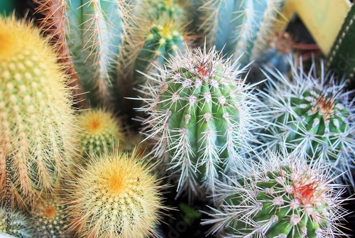 small cactus in the pot