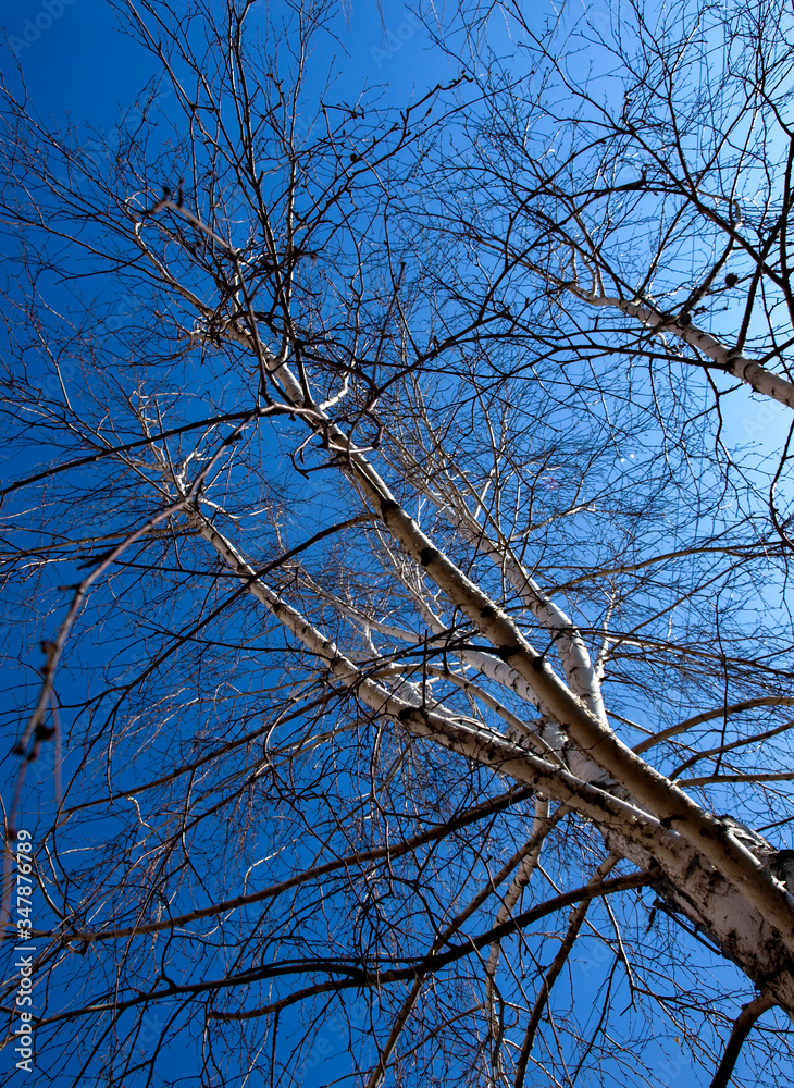 birch with branches on a blue background birch with branches on a blue background