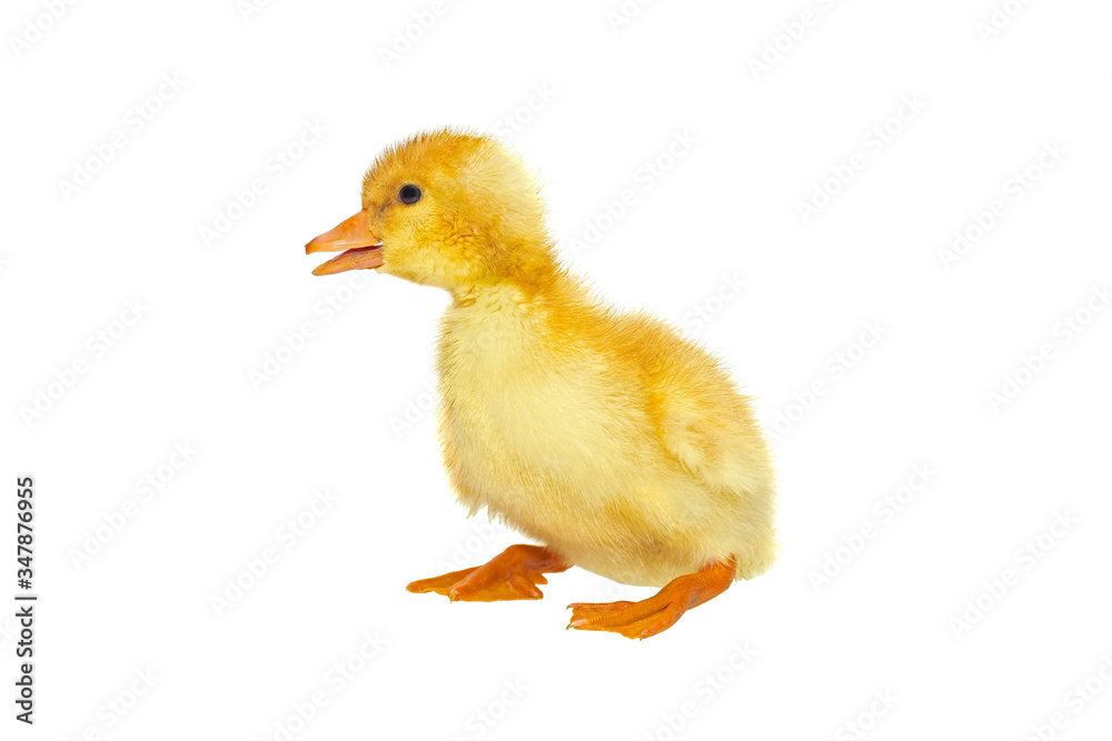 Obraz premium Newborn yellow duckling isolated on a white background. No shadows. One yellow duckling isolated on white background.