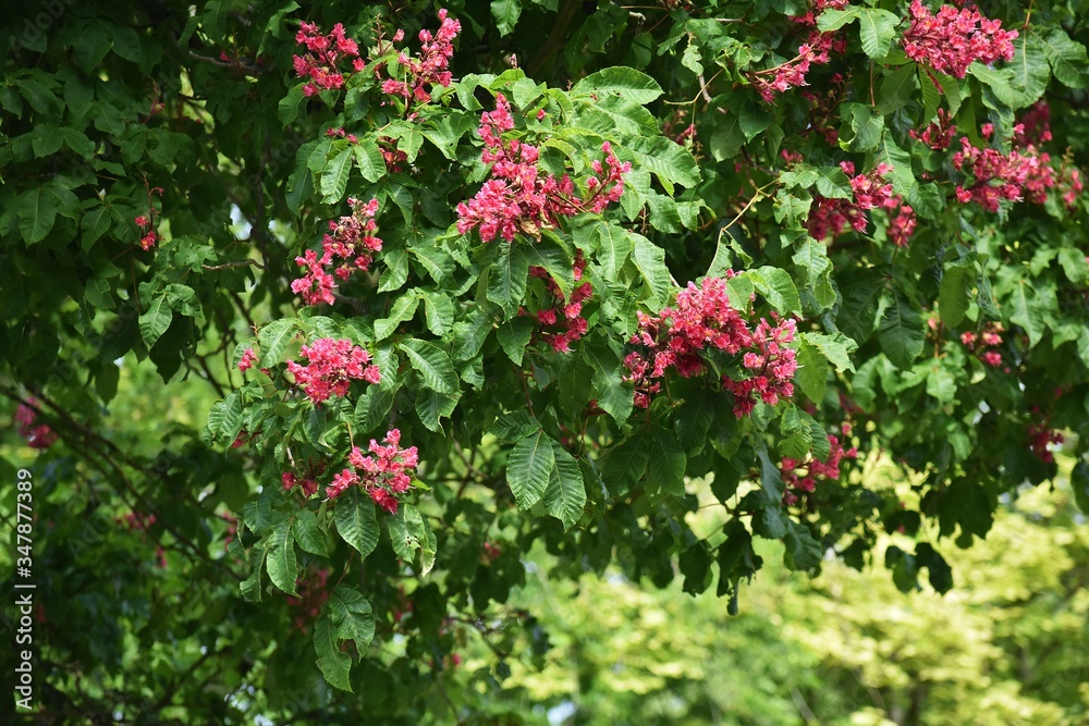Branches with flowers and green leaves of Red horse-chestnut or Aesculus x carnea tree.