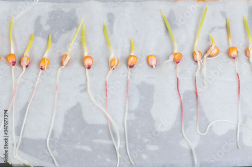 Experiment with sprouted corn seeds on moist cloth photo