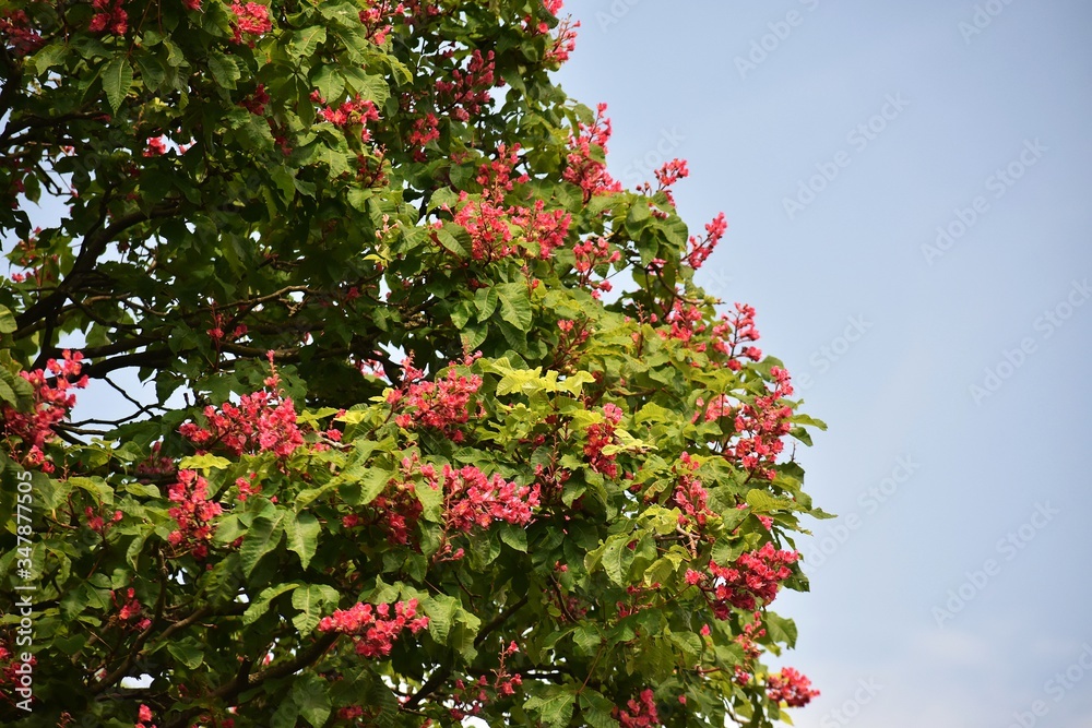 Branches with flowers and green leaves of Red horse-chestnut or Aesculus x carnea tree. Branches with flowers and green leaves of Red horse-chestnut or Aesculus x carnea tree.