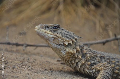 Canvas Print Sungazer, giant girdled lizard or giant dragon lizard or giant zonure (Smaug giganteus, syn
