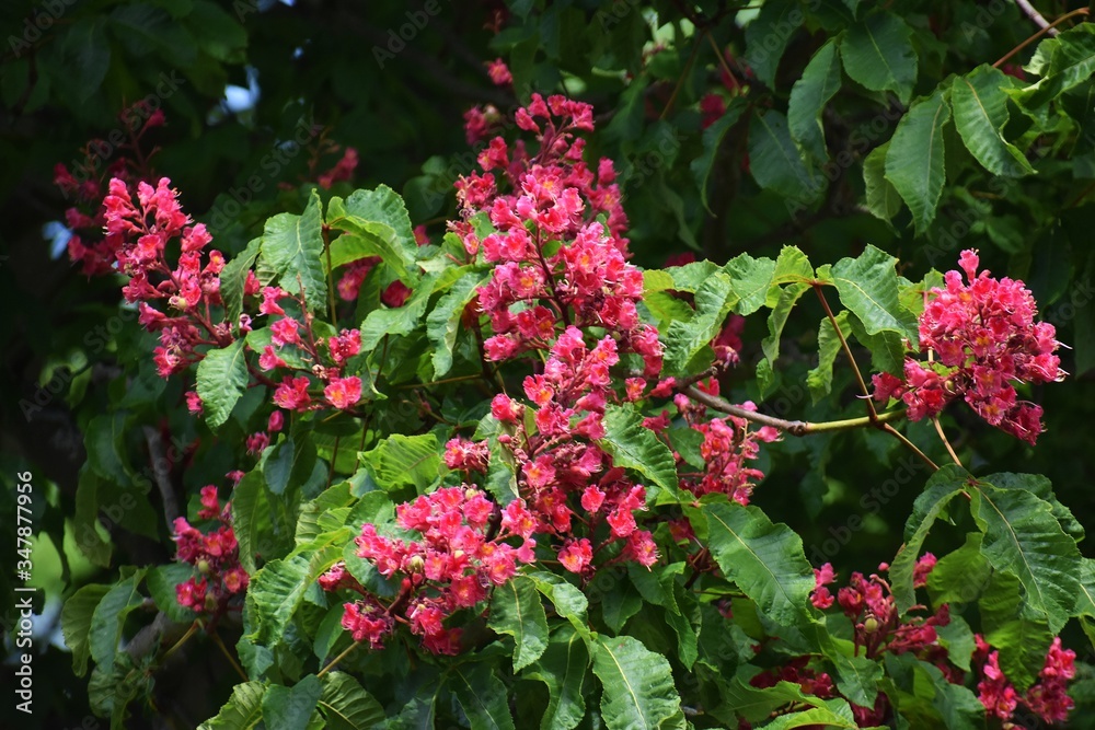 Branches with flowers and green leaves of Red horse-chestnut or Aesculus x carnea tree.