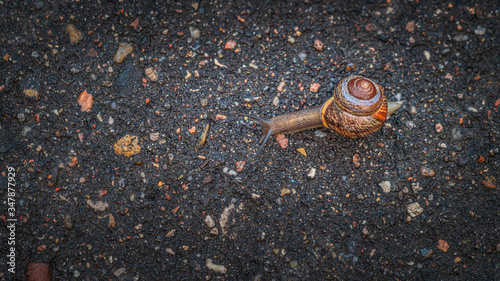 Snail on the ground photo