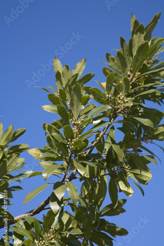 close up of bay leaves growing Portugal, against blue sky background laurus nobilis
