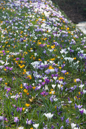 Spring. Crocus flowers. Westvierdeparten. Maatschappij van Weldadigheid Frederiksoord Drenthe Netherlands