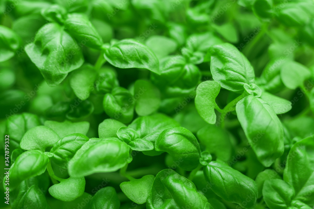 Fototapeta premium Fresh green basil close-up. Italian herbs spices. Healthy food background