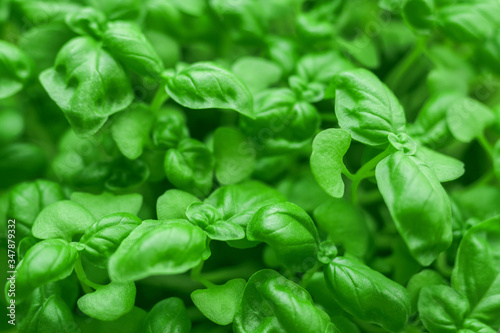Fresh green basil close-up. Italian herbs spices. Healthy food background