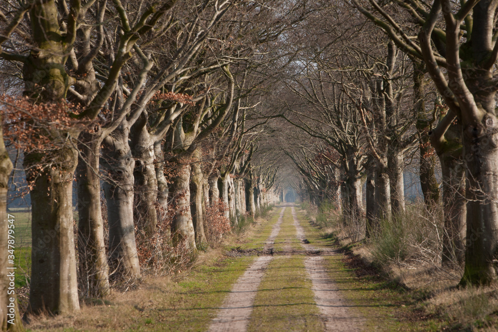 Lane at Maatschappij van Weldadigheid Frederiksoord Netherlands. Lane at Maatschappij van Weldadigheid Frederiksoord Netherlands.