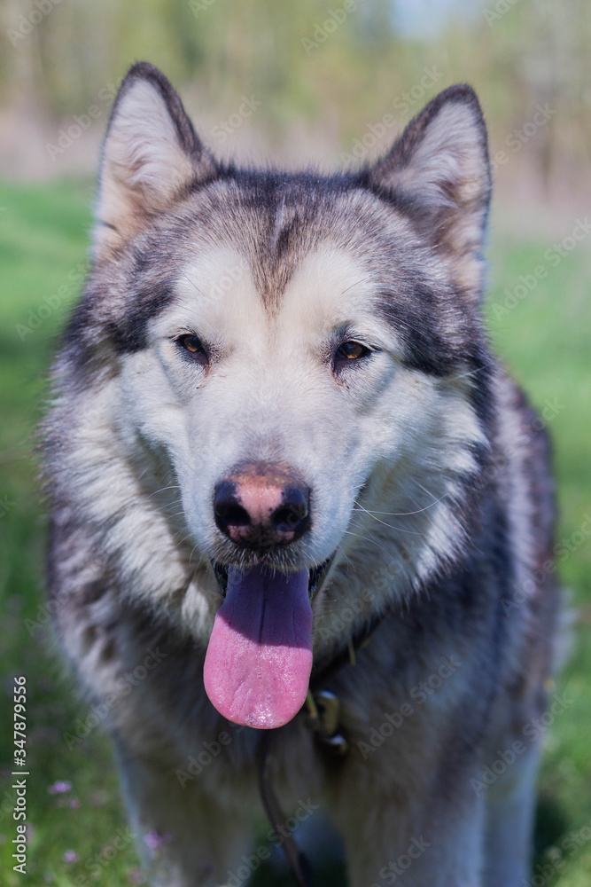 Portrait of a beautiful purebred dog Alaskan Malamute