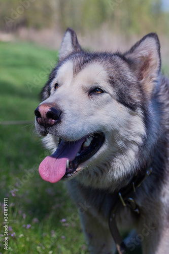 Portrait of a beautiful purebred dog Alaskan Malamute