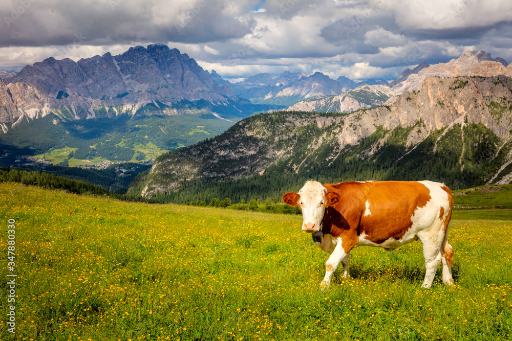 Landscape with Cow in the Alps Mountains, Producing of famous eco milk Landscape with Cow in the Alps Mountains, Producing of famous eco milk
