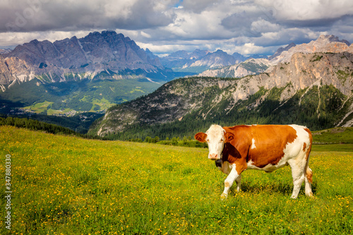 Landscape with Cow in the Alps Mountains  Producing of famous eco milk