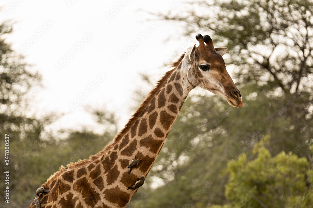 Jirafa en el parque nacional Kruger, Sudáfrica. Jirafa en el parque nacional Kruger, Sudáfrica.