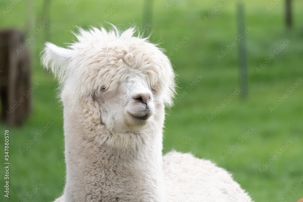 White Alpaca, a white alpaca in a green meadow. Selective focus on the head of the alpaca White Alpaca, a white alpaca in a green meadow. Selective focus on the head of the alpaca
