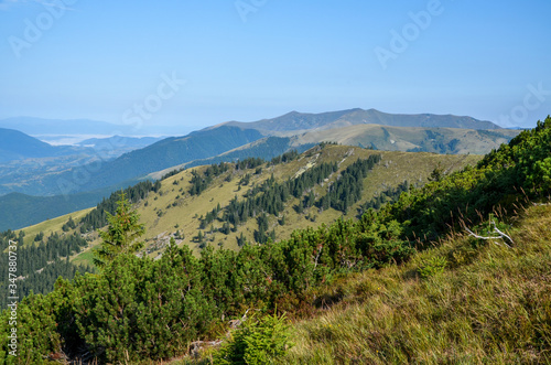 Beautiful view in carpathian mountains in sunny summer day. Fresh green hills and pine forest, colorful nature landscape 