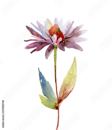 Watercolor echinacea purpurea flower on white background
