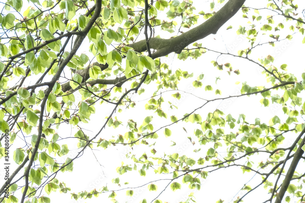 Fototapeta premium Natural green leaves with branches white background. In springtime