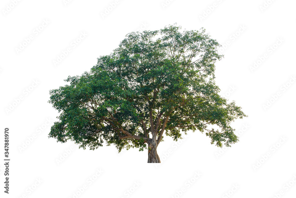 Obraz premium Tree in isolated white background with clipping path.Fig trees are many years old.The tree has large green leaves.